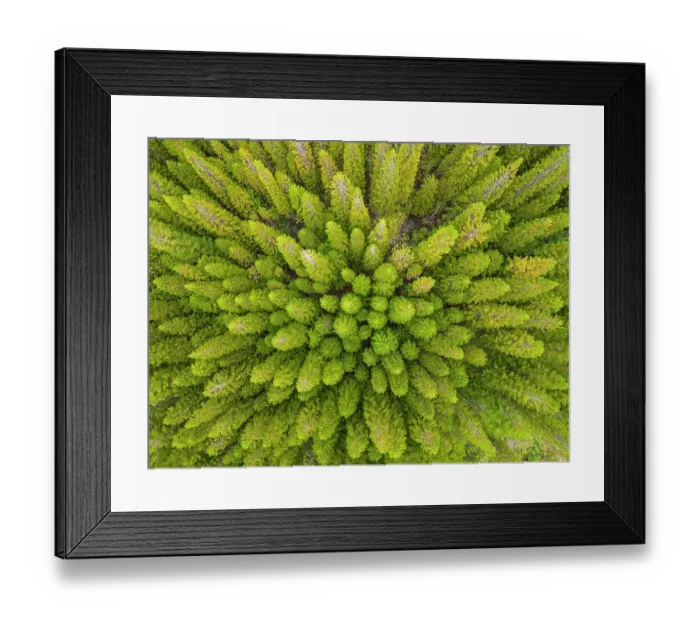 Framed Print : Aerial view of a Pine (Pinus sp.) forest on the slopes of Haleakala Volcano, Maui, Hawaii, USA. October