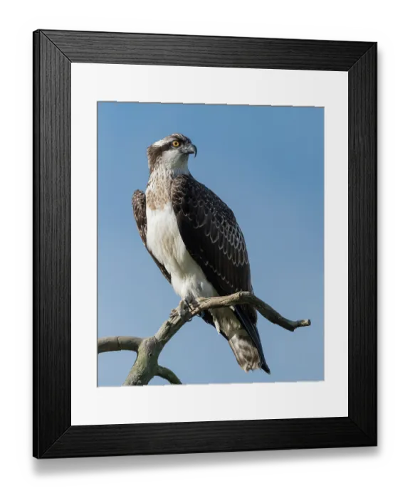 Framed Print : Osprey (Pandion haliaetus) juvenile perched on tree branch and looking around, Finland, September Framed Print : Osprey (Pandion haliaetus) juvenile perched on tree branch and looking around, Finland, September