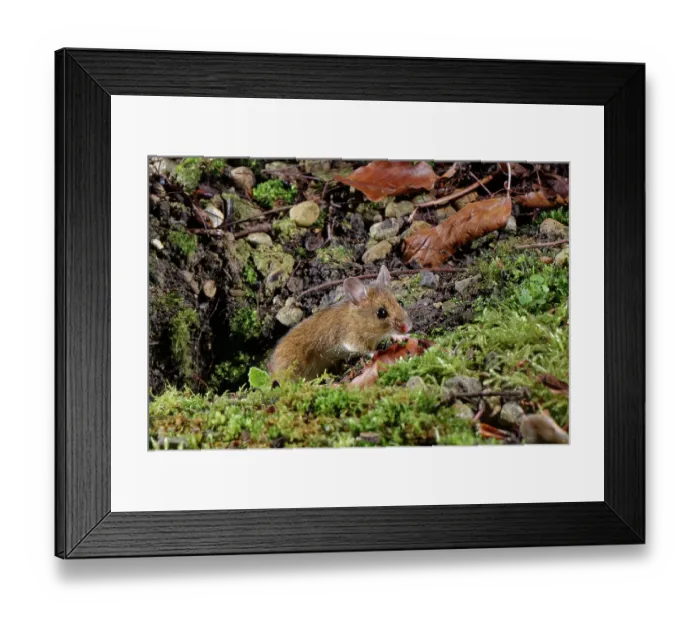 Framed Print : Wood mouse (Apodemus sylvaticus) emerging from its burrow to forage in a garden flowerbed at night, Wiltshire, England, UK. January Framed Print : Wood mouse (Apodemus sylvaticus) emerging from its burrow to forage in a garden flowerbed at night, Wiltshire, England, UK. January