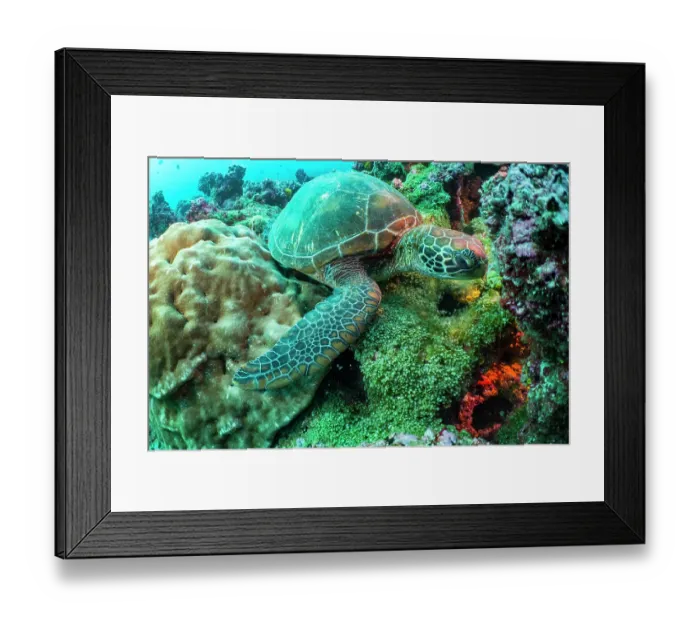 Framed Print : Green turtle (Chelonia mydas) feeding on shallow water seaweed on reef, Darwin Island, Galapagos Islands, Pacific Ocean. Endangered