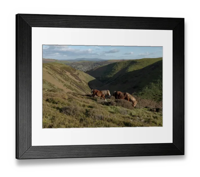 Framed Print : Welsh Mountain ponies, stallion and mare, grazing on hillside, Townsbrook Valley, Long Mynd, Shropshire Hills National Landscape, England, UK. March, 2024 Framed Print : Welsh Mountain ponies, stallion and mare, grazing on hillside, Townsbrook Valley, Long Mynd, Shropshire Hills National Landscape, England, UK. March, 2024