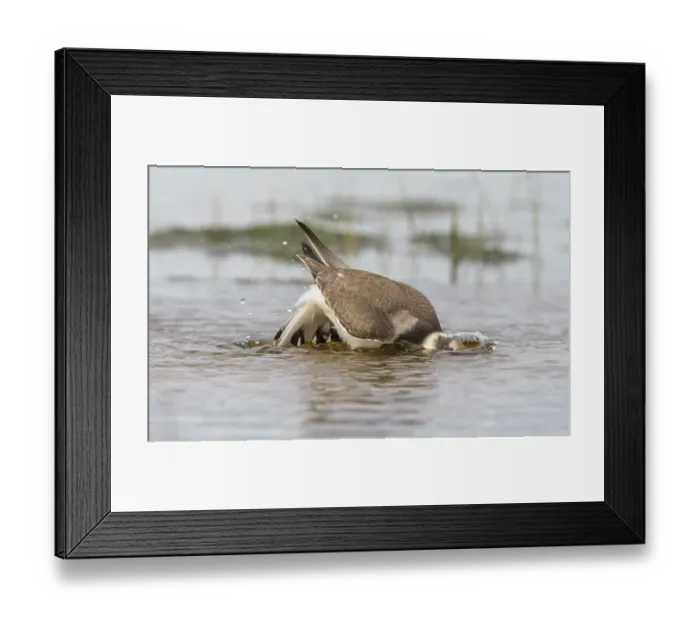 Framed Print : Common ringed plover (Charadrius hiaticula) juvenile bathing, Finland, August Framed Print : Common ringed plover (Charadrius hiaticula) juvenile bathing, Finland, August