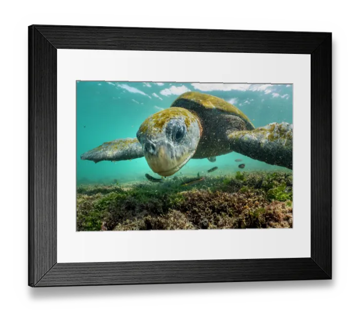 Framed Print : Green turtle (Chelonia mydas) feeding on shallow water seaweed, Black Beach, Floreana Island, Galapagos Islands, Pacific Ocean. Endangered