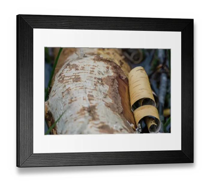 Framed Print : European beaver (Castor fiber) teeth marks left in tree branch, River Rhone, Alps, France. January Framed Print : European beaver (Castor fiber) teeth marks left in tree branch, River Rhone, Alps, France. January