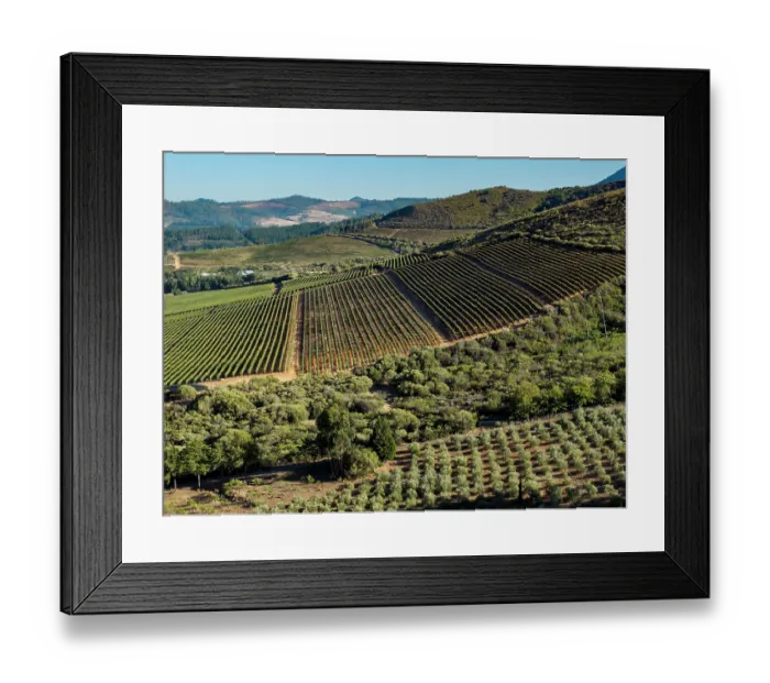 Framed Print : View across vineyard in the Jonkershoek valley, outside Cape Town, Western Cape, South Africa. February, 2024 Framed Print : View across vineyard in the Jonkershoek valley, outside Cape Town, Western Cape, South Africa. February, 2024