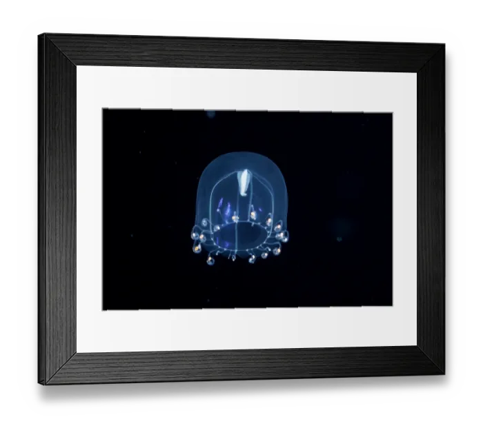 Framed Print : Hydromedusa jellyfish (Aequorea sp.) drifting in open ocean at night, Yap, Federated States of Micronesia, Pacific Ocean Framed Print : Hydromedusa jellyfish (Aequorea sp.) drifting in open ocean at night, Yap, Federated States of Micronesia, Pacific Ocean