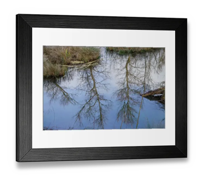Framed Print : Branches gnawed by European beaver (Castor fiber) at water's edge with reflection of trees in river, River Rhone, Alps, France. December