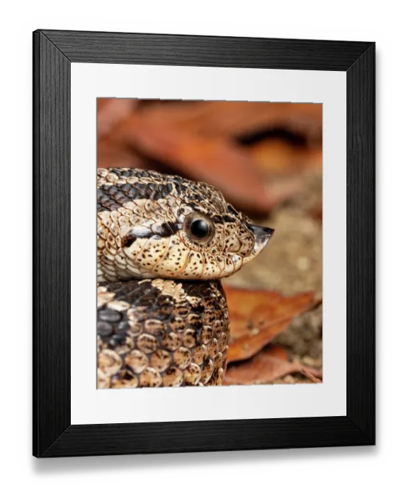 Framed Print : RF - Southern hognose snake (Heterodon simus) coiled up, head portrait. Captive, occurs in southeastern USA. (This image may be licensed either as rights managed or royalty free.)