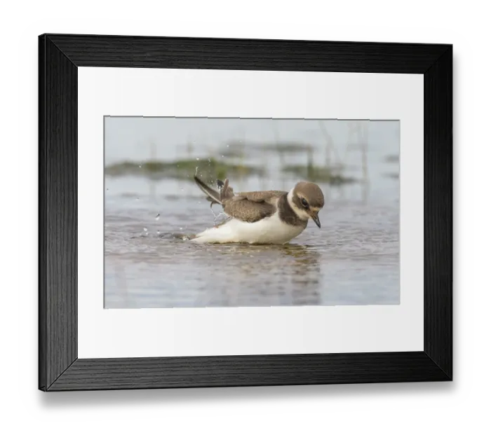 Framed Print : Common ringed plover (Charadrius hiaticula) juvenile bathing, Finland, August Framed Print : Common ringed plover (Charadrius hiaticula) juvenile bathing, Finland, August