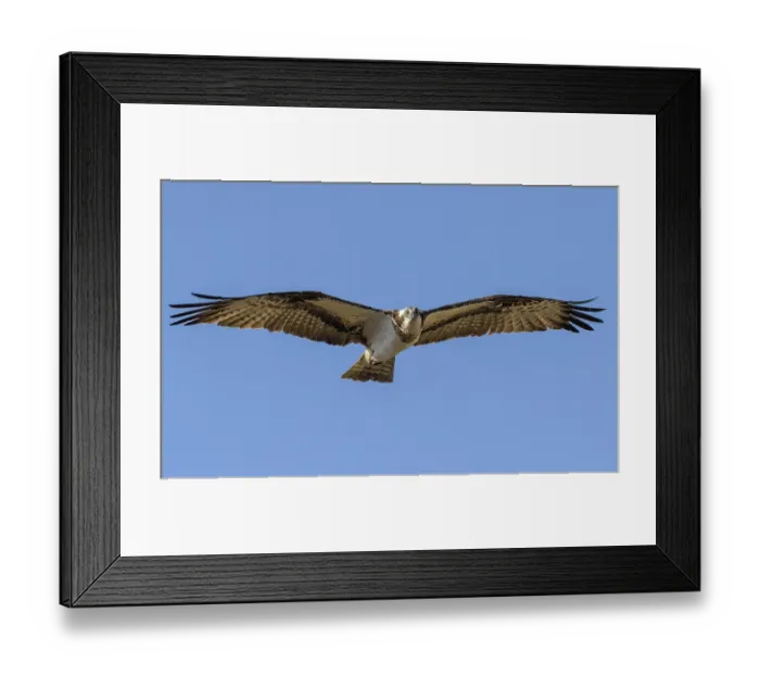 Framed Print : Osprey (Pandion haliaetus) female in flight, Finland, April Framed Print : Osprey (Pandion haliaetus) female in flight, Finland, April