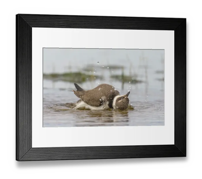 Framed Print : Common ringed plover (Charadrius hiaticula) juvenile bathing, Finland, August Framed Print : Common ringed plover (Charadrius hiaticula) juvenile bathing, Finland, August