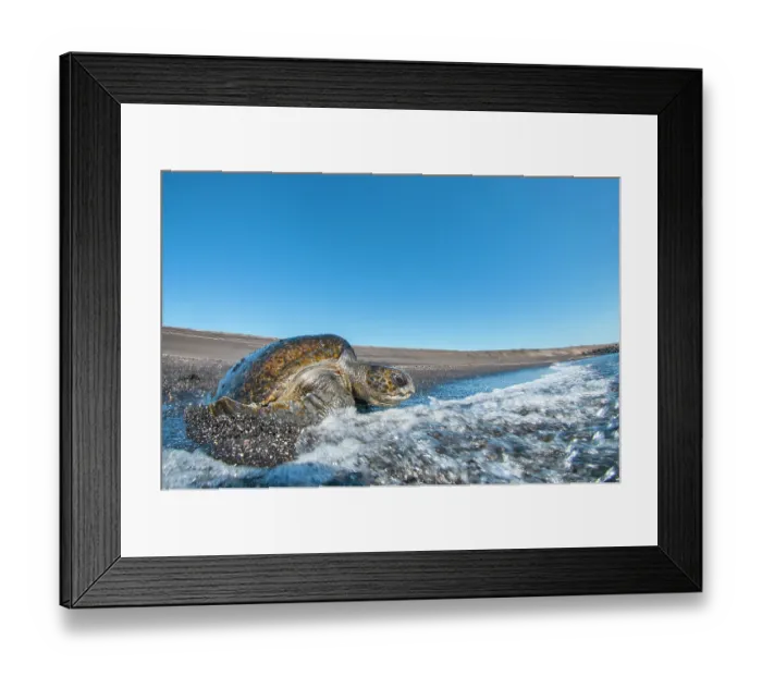 Framed Print : Green turtle (Chelonia mydas) basking on beach, Cape Douglas, Fernandina Island, Galapagos Islands. Endangered Framed Print : Green turtle (Chelonia mydas) basking on beach, Cape Douglas, Fernandina Island, Galapagos Islands. Endangered