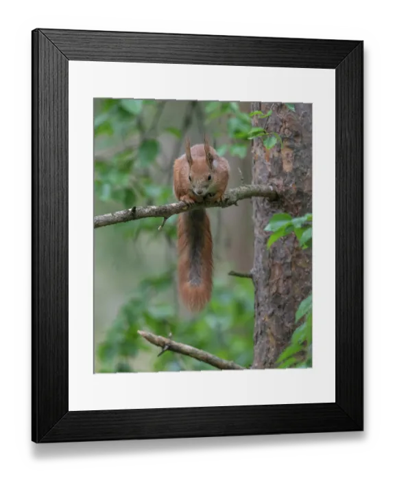 Framed Print : Red squirrel (Sciurus vulgaris) sitting in tree, Finland, July Framed Print : Red squirrel (Sciurus vulgaris) sitting in tree, Finland, July