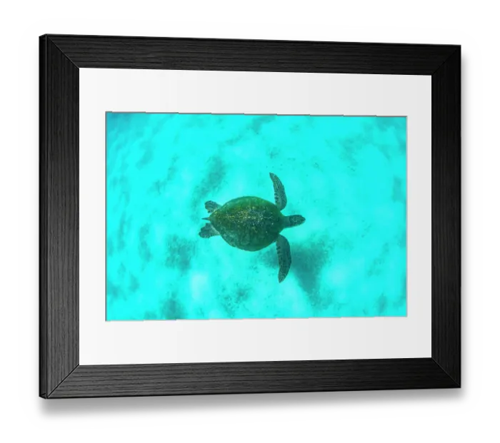 Framed Print : Green turtle (Chelonia mydas) swimming over seabed, Sullivan Bay, Santiago Island, Galapagos Islands, Pacific Ocean. Endangered Framed Print : Green turtle (Chelonia mydas) swimming over seabed, Sullivan Bay, Santiago Island, Galapagos Islands, Pacific Ocean. Endangered
