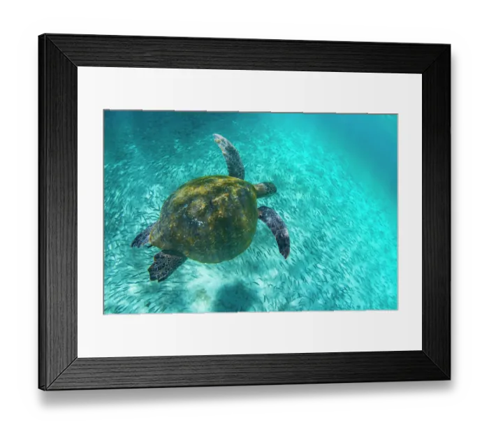 Framed Print : Green turtle (Chelonia mydas) swimming through huge school of Striped selamas (Xenocys sp.), Sullivan Bay, Santiago Island, Galapagos Islands, Pacific Ocean. Endangered Framed Print : Green turtle (Chelonia mydas) swimming through huge school of Striped selamas (Xenocys sp.), Sullivan Bay, Santiago Island, Galapagos Islands, Pacific Ocean. Endangered