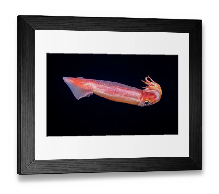 Framed Print : Purpleback flying squid (Sthenoteuthis oualaniensis) swimming in open ocean at night, Yap, Federated States of Micronesia, Pacific Ocean Framed Print : Purpleback flying squid (Sthenoteuthis oualaniensis) swimming in open ocean at night, Yap, Federated States of Micronesia, Pacific Ocean