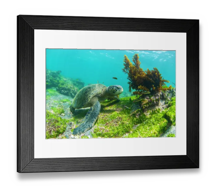 Framed Print : Green turtle (Chelonia mydas) resting on seabed, Punta Espinosa, Fernandina Island, Galapagos Islands, Pacific Ocean. Endangered Framed Print : Green turtle (Chelonia mydas) resting on seabed, Punta Espinosa, Fernandina Island, Galapagos Islands, Pacific Ocean. Endangered