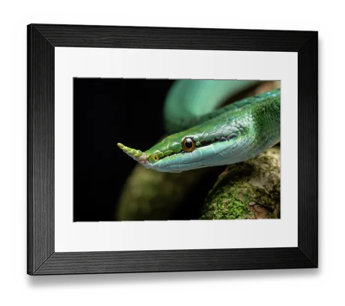 Framed Print : RF - Rhinoceros ratsnake (Gonyosoma boulengeri) head portrait. Captive, occurs in Vietnam and China. (This image may be licensed either as rights managed or royalty free.) Framed Print : RF - Rhinoceros ratsnake (Gonyosoma boulengeri) head portrait. Captive, occurs in Vietnam and China. (This image may be licensed either as rights managed or royalty free.)