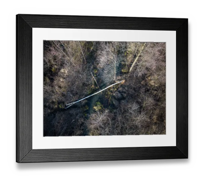 Framed Print : Aerial view of a tree cut down by European beaver (Castor fiber) at the water's edge, River Rhone, Alps, France. February Framed Print : Aerial view of a tree cut down by European beaver (Castor fiber) at the water's edge, River Rhone, Alps, France. February