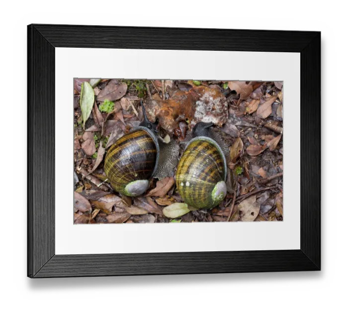 Framed Print : Two Giant snails (Helicophanta magnifica) feeding on fungus on forest floor, Anjozorobe, Madagascar Framed Print : Two Giant snails (Helicophanta magnifica) feeding on fungus on forest floor, Anjozorobe, Madagascar