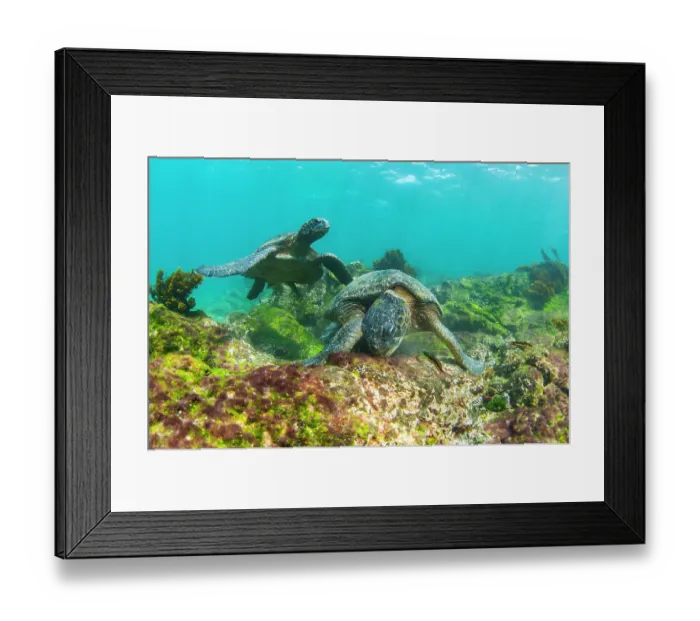 Framed Print : Two Green turtles (Chelonia mydas) feeding on shallow water seaweed, Punta Espinosa, Fernandina Island, Galapagos Islands, Pacific Ocean. Endangered Framed Print : Two Green turtles (Chelonia mydas) feeding on shallow water seaweed, Punta Espinosa, Fernandina Island, Galapagos Islands, Pacific Ocean. Endangered