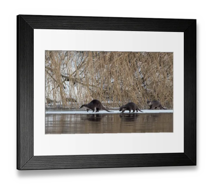Framed Print : Otter (Lutra lutra) female walking across frozen river with cubs, Finland, January Framed Print : Otter (Lutra lutra) female walking across frozen river with cubs, Finland, January