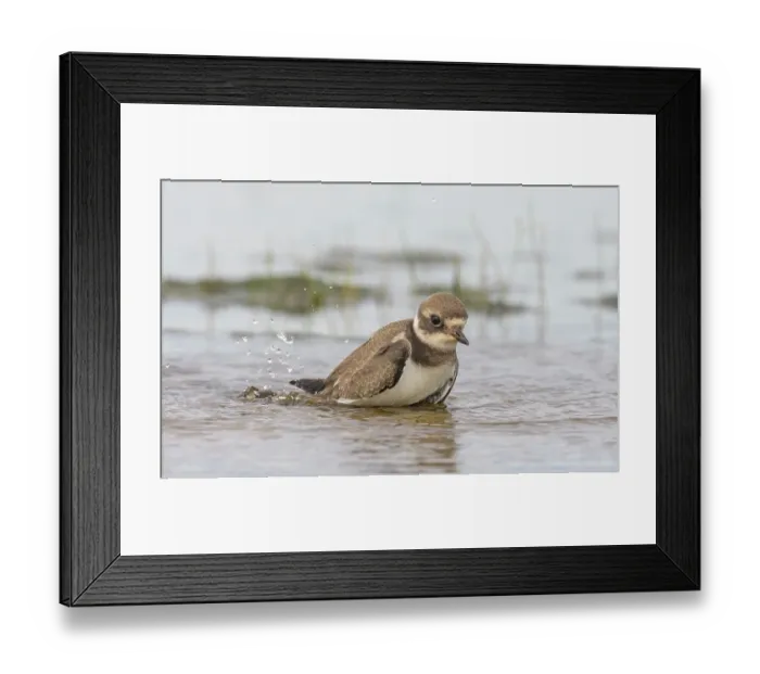 Framed Print : Common ringed plover (Charadrius hiaticula) juvenile bathing, Finland, August