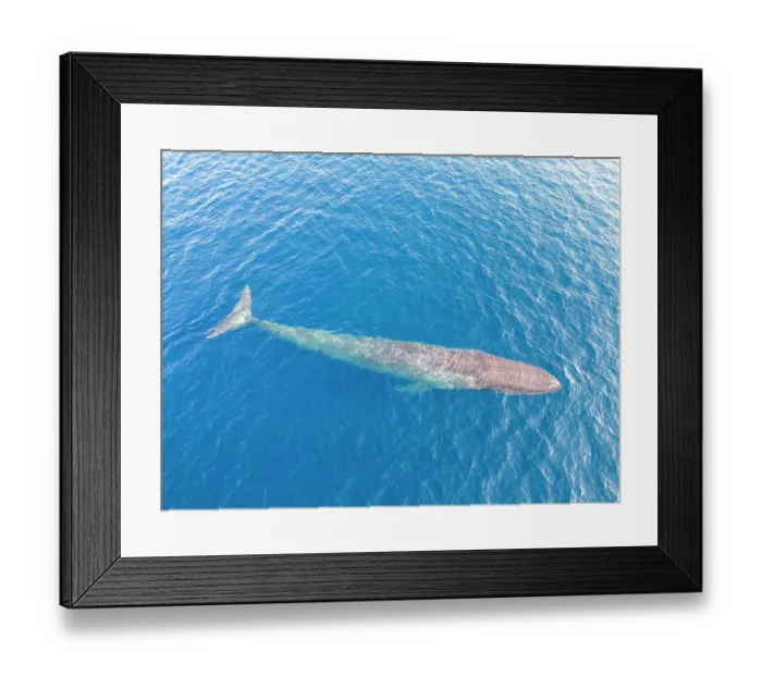 Framed Print : Aerial view of Pygmy blue whale (Balaenoptera musculus brevicauda) gliding below the surface, East Timor, Indian Ocean. Endangered Framed Print : Aerial view of Pygmy blue whale (Balaenoptera musculus brevicauda) gliding below the surface, East Timor, Indian Ocean. Endangered