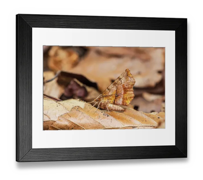 Framed Print : RF - Early thorn moth (Selenia dentaria) resting on a dried leaf, Monmouthire, Wales, UK. July. Focus stacked image Framed Print : RF - Early thorn moth (Selenia dentaria) resting on a dried leaf, Monmouthire, Wales, UK. July. Focus stacked image