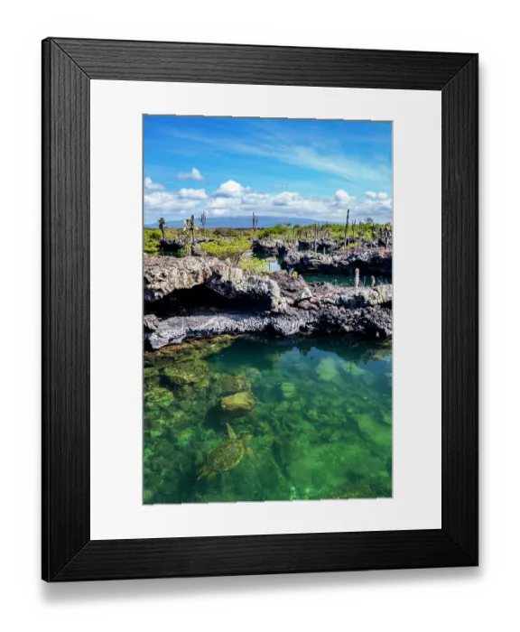 Framed Print : Green turtle (Chelonia mydas) resting in the shallows, Los Tuneles, Cabo Rosa, Isabela Island, Galapagos Islands. Endangered Framed Print : Green turtle (Chelonia mydas) resting in the shallows, Los Tuneles, Cabo Rosa, Isabela Island, Galapagos Islands. Endangered