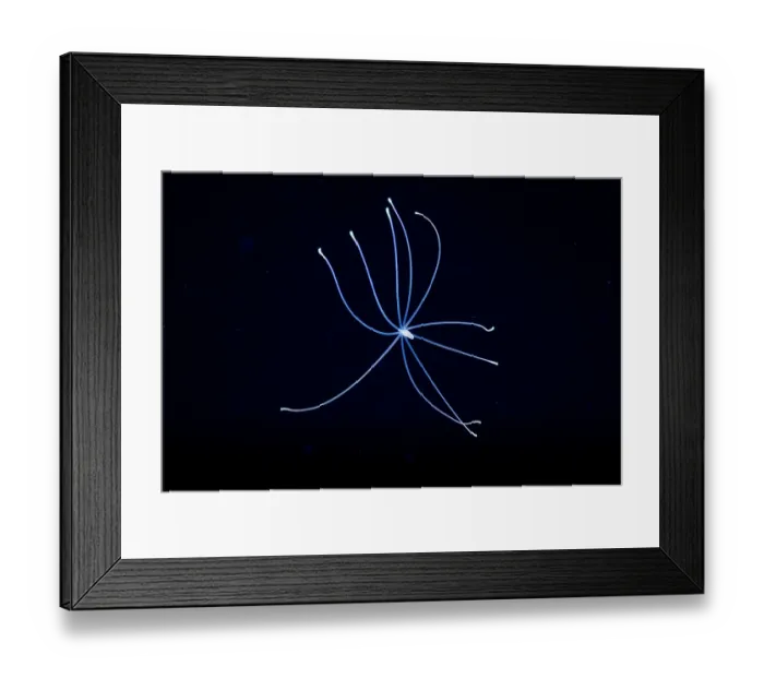 Framed Print : Sea anemone (Actiniaria) larval stage, drifting in open ocean at night, Yap, Federated States of Micronesia, Pacific Ocean Framed Print : Sea anemone (Actiniaria) larval stage, drifting in open ocean at night, Yap, Federated States of Micronesia, Pacific Ocean