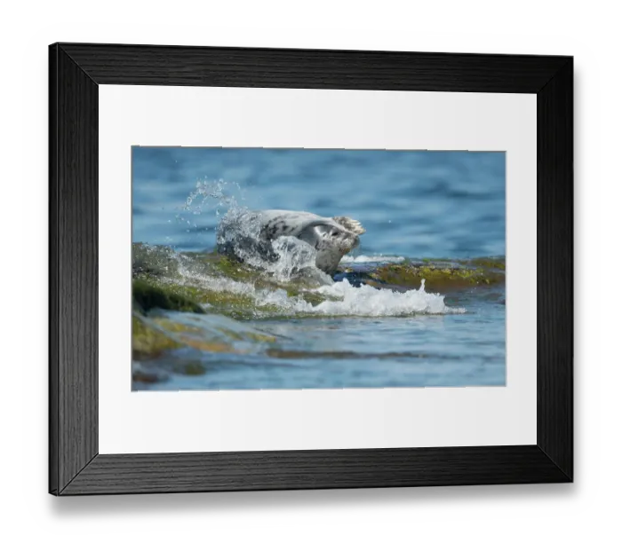 Framed Print : Grey seal (Halichoerus grypus) female lying in surf, Finland, Baltic Sea, May. Half of fur on face flattened due to being wet