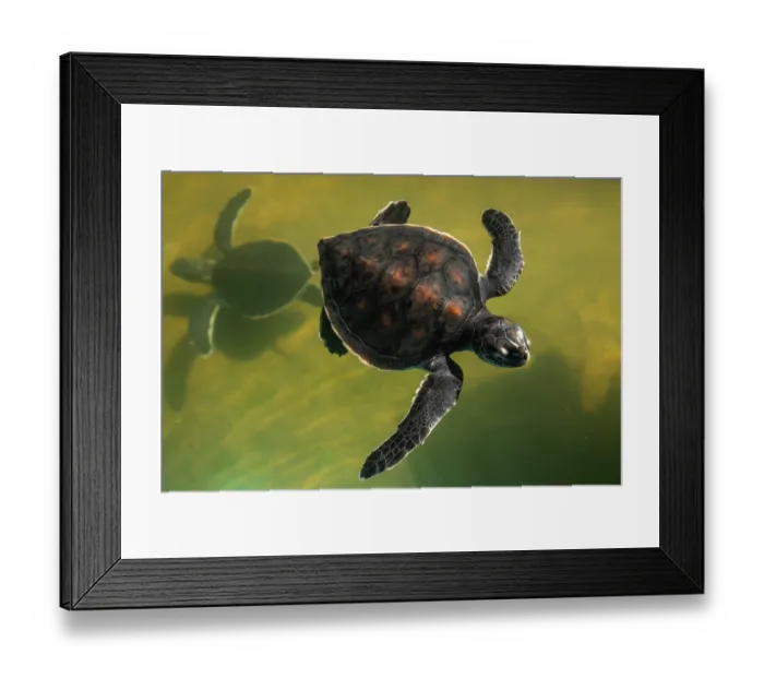 Framed Print : Green turtle (Chelonia mydas) yearling, portrait, Centro Mexicano de la Tortuga, Mazunte, Oaxaca, Mexico. Captive. Endangered Framed Print : Green turtle (Chelonia mydas) yearling, portrait, Centro Mexicano de la Tortuga, Mazunte, Oaxaca, Mexico. Captive. Endangered