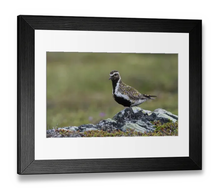 Framed Print : Golden plover (Pluvialis apricaria) male in breeding plumage perched on lichen covered rock, Norway, July Framed Print : Golden plover (Pluvialis apricaria) male in breeding plumage perched on lichen covered rock, Norway, July