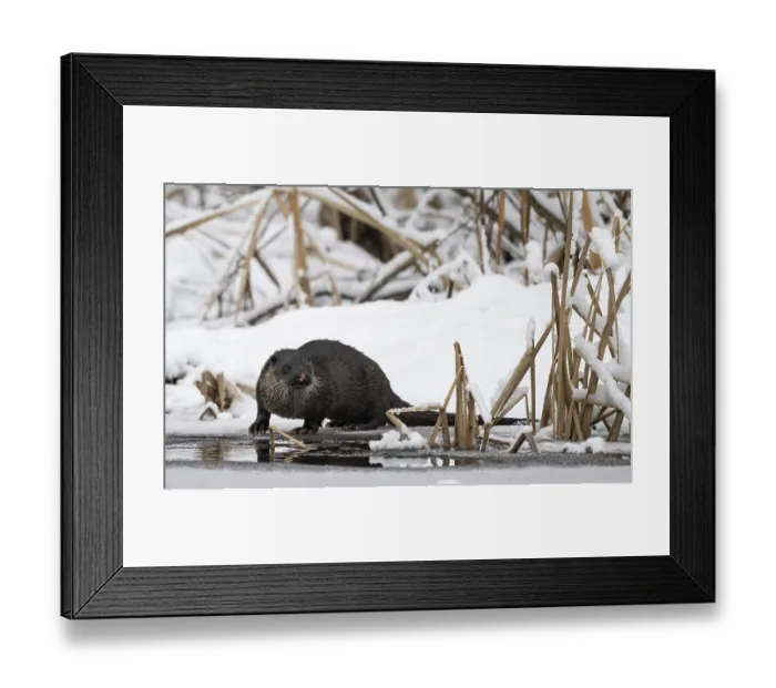 Framed Print : Otter (Lutra lutra) standing on banks of frozen river, Finland, January Framed Print : Otter (Lutra lutra) standing on banks of frozen river, Finland, January