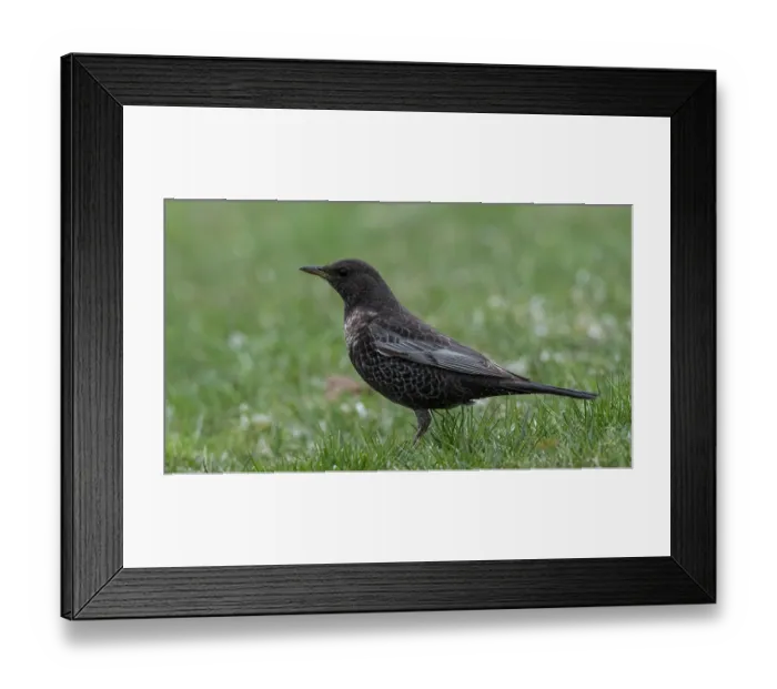 Framed Print : Ringed ouzel (Turdus torquatus) female standing in grass, Finland, May Framed Print : Ringed ouzel (Turdus torquatus) female standing in grass, Finland, May