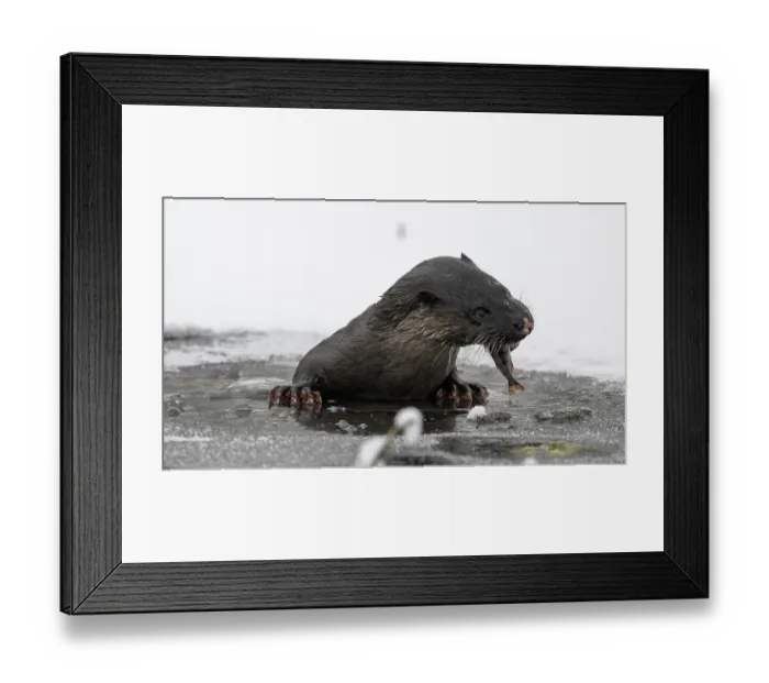 Framed Print : Otter (Lutra lutra) feeding on fish whilst climbing out of hole in ice, Finland, January Framed Print : Otter (Lutra lutra) feeding on fish whilst climbing out of hole in ice, Finland, January