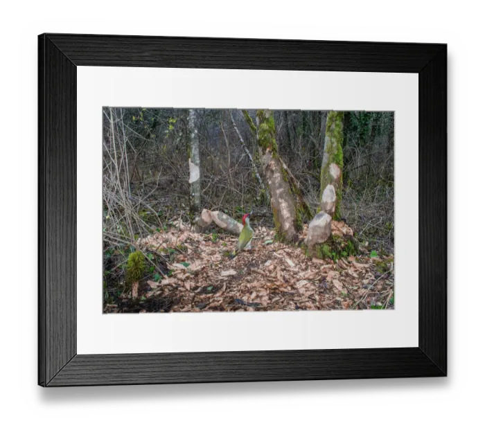 Framed Print : Green woodpecker (Picus viridis) looking at tree trunks gnawed by European beaver (Castor fiber), River Rhone, Alps, France. December Framed Print : Green woodpecker (Picus viridis) looking at tree trunks gnawed by European beaver (Castor fiber), River Rhone, Alps, France. December