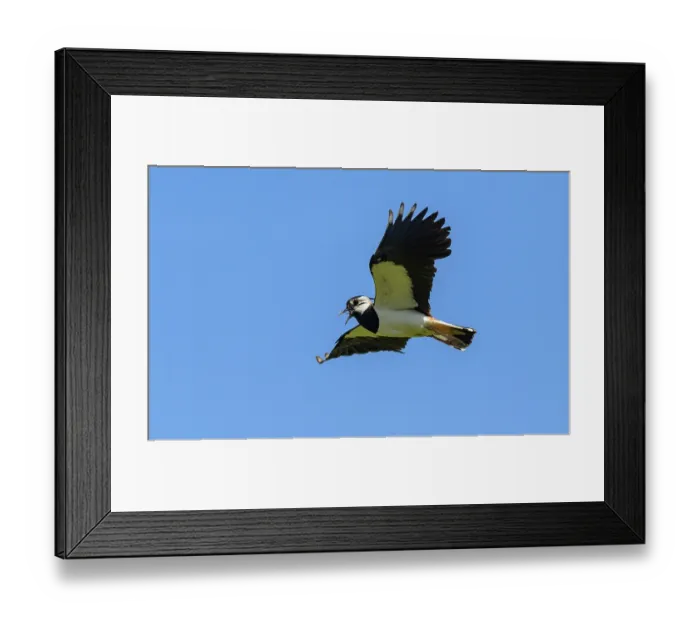 Framed Print : Northern lapwing (Vanellus vanellus) in flight and calling, Finland, June Framed Print : Northern lapwing (Vanellus vanellus) in flight and calling, Finland, June
