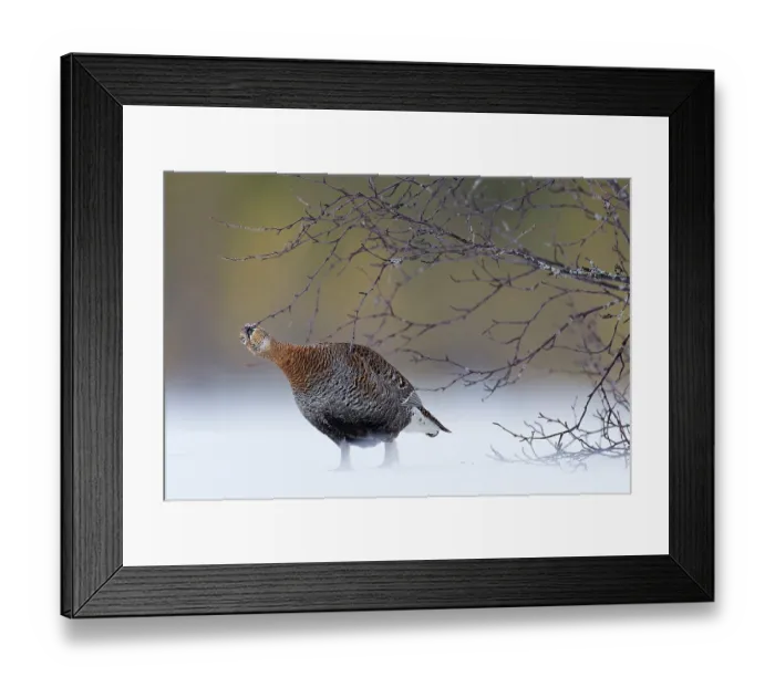 Framed Print : Black grouse (Lyrurus tetrix) female, pecking on branch, Kuhmo, Finland. January Framed Print : Black grouse (Lyrurus tetrix) female, pecking on branch, Kuhmo, Finland. January