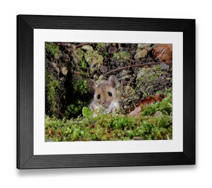 Framed Print : Wood mouse (Apodemus sylvaticus) peering from its burrow in a garden flowerbed at night, Wiltshire, England, UK. January Framed Print : Wood mouse (Apodemus sylvaticus) peering from its burrow in a garden flowerbed at night, Wiltshire, England, UK. January