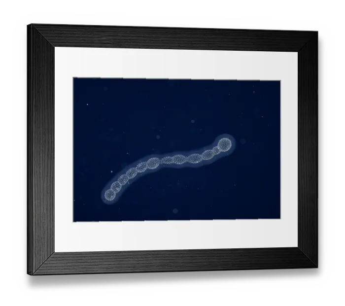 Framed Print : Radiolarian colony drifting at night in open ocean, Yap, Federated States of Micronesia, Pacific Ocean