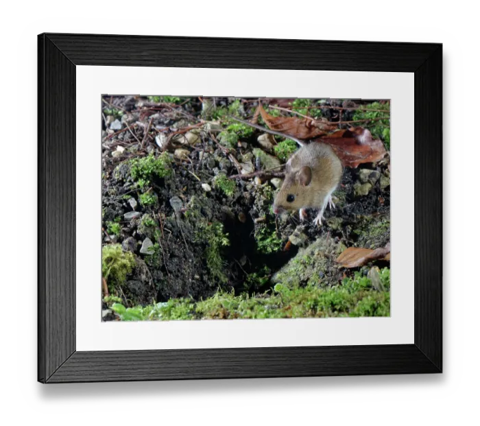 Framed Print : Wood mouse (Apodemus sylvaticus) next to entrance to its burrow in garden flowerbed at night, Wiltshire, England, UK. January Framed Print : Wood mouse (Apodemus sylvaticus) next to entrance to its burrow in garden flowerbed at night, Wiltshire, England, UK. January