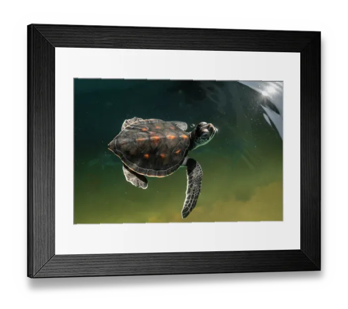 Framed Print : Green turtle (Chelonia mydas) yearling, portrait, Centro Mexicano de la Tortuga, Mazunte, Oaxaca, Mexico. Captive. Endangered Framed Print : Green turtle (Chelonia mydas) yearling, portrait, Centro Mexicano de la Tortuga, Mazunte, Oaxaca, Mexico. Captive. Endangered