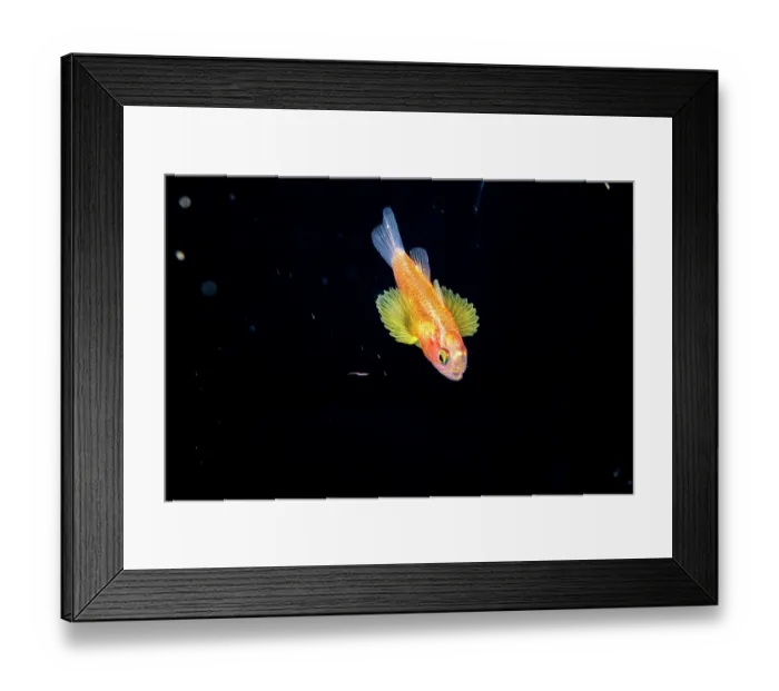 Framed Print : Cardinalfish (Apogonidae) larval stage, in open ocean at night, Yap, Federated States of Micronesia, Pacific Ocean Framed Print : Cardinalfish (Apogonidae) larval stage, in open ocean at night, Yap, Federated States of Micronesia, Pacific Ocean