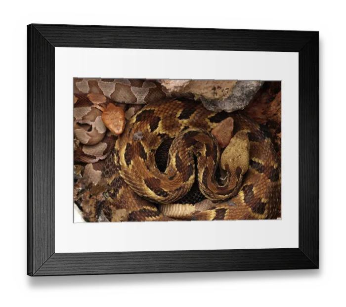 Framed Print : Timber rattlesnake (Crotalus horridus) gravid female, and two Northern copperheads (Agkistrodon contortrix) resting amongst lichen covered rocks, Maryland, USA. August Framed Print : Timber rattlesnake (Crotalus horridus) gravid female, and two Northern copperheads (Agkistrodon contortrix) resting amongst lichen covered rocks, Maryland, USA. August