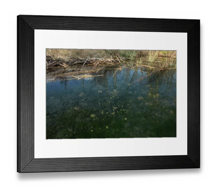 Framed Print : European beaver's dam (Castor fiber) on river surrounded by beaver droppings in the water, River Ain, Alps, France. December Framed Print : European beaver's dam (Castor fiber) on river surrounded by beaver droppings in the water, River Ain, Alps, France. December