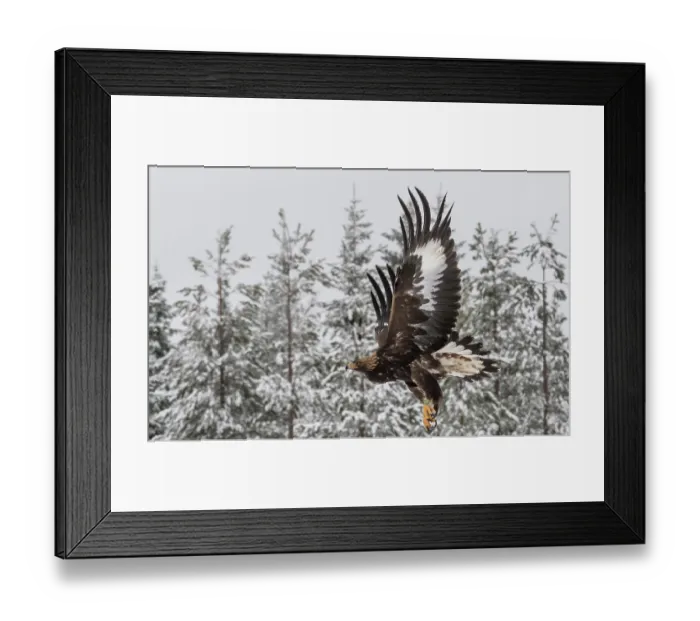 Framed Print : Golden eagle (Aquila chrysaetos) juvenile in flight through snowy forest, Finland, February