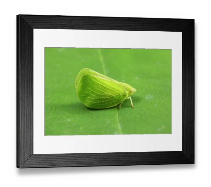 Framed Print : Green coneheaded planthopper (Acanalonia conica) resting on a leaf, Gwent, Wales, UK. September Framed Print : Green coneheaded planthopper (Acanalonia conica) resting on a leaf, Gwent, Wales, UK. September