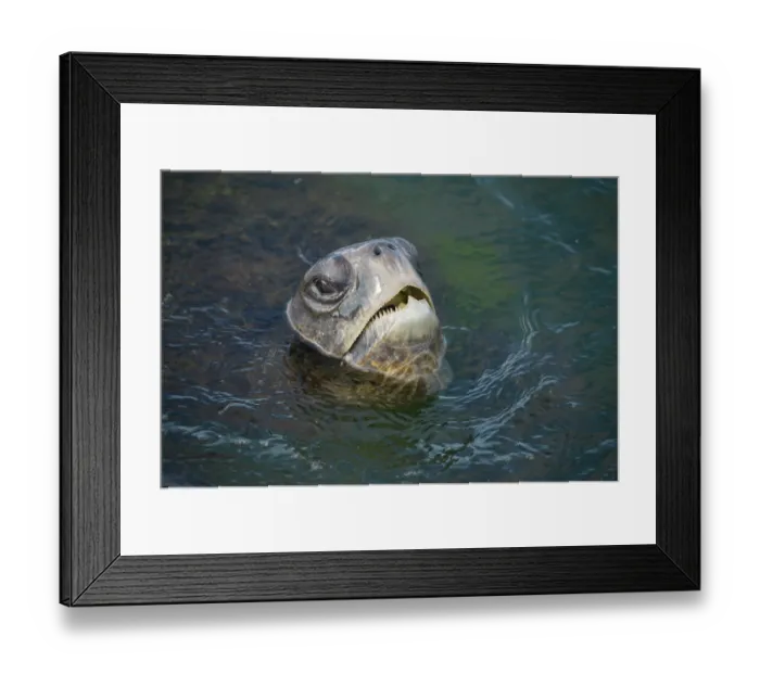 Framed Print : Green turtle (Chelonia mydas) coming up to surface to breathe, Galapagos Islands, Pacific Ocean. Endangered Framed Print : Green turtle (Chelonia mydas) coming up to surface to breathe, Galapagos Islands, Pacific Ocean. Endangered